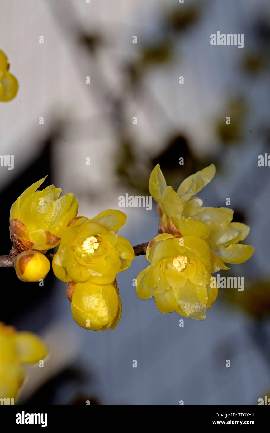 Plum flower Stockfoto