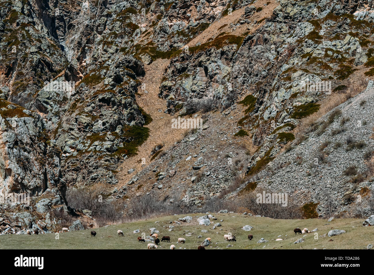 Stone Mountain und die eine Herde von Nutztieren in der Tageszeit Stockfoto