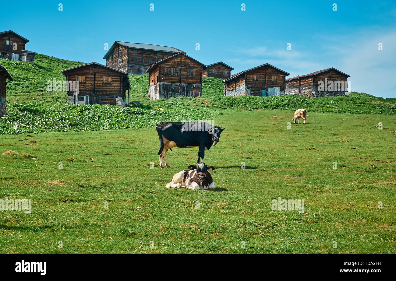 Eine Kuh sitzt auf dem Gras und posiert in einem From traditioneller Holzplateauhäuser. Aufgenommen auf dem Sal Plateau, Hochland im Nordosten der Türkei. Stockfoto