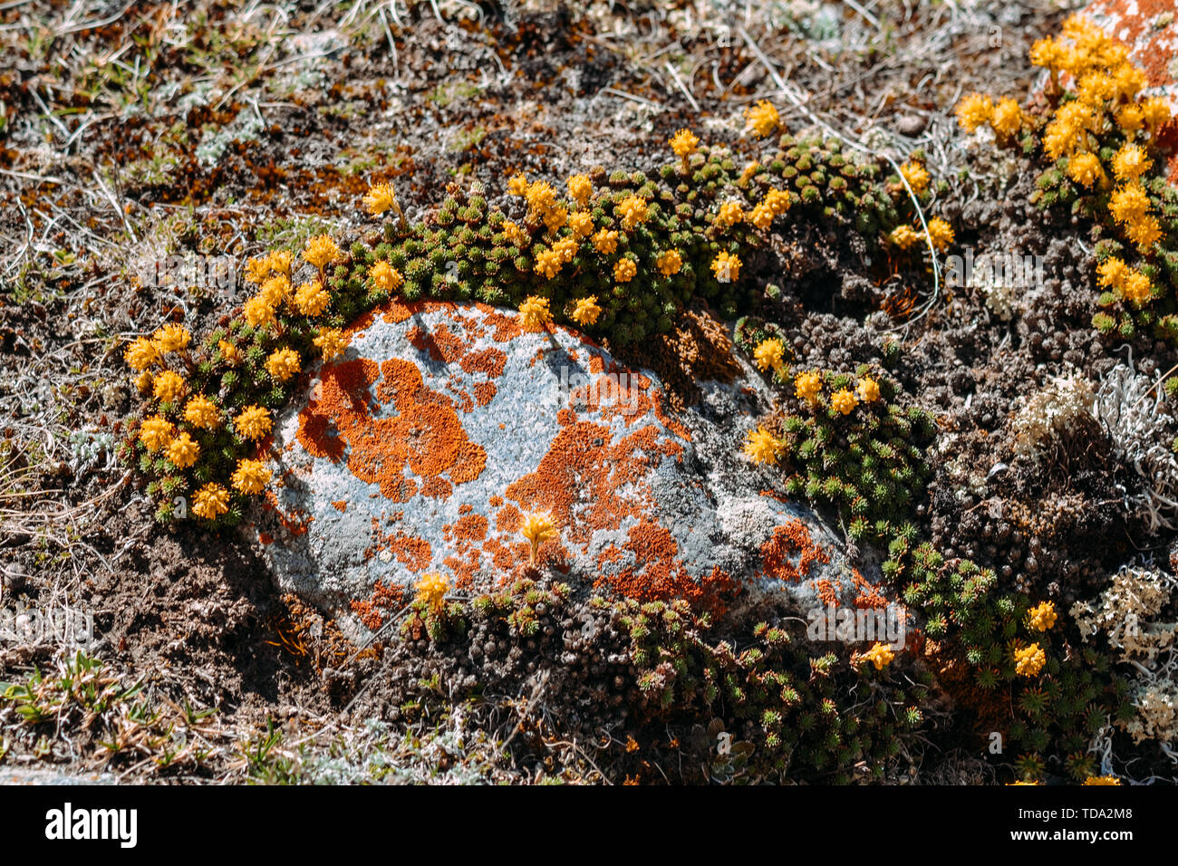 Steine und kleine gelbe Blüten in der Tageszeit Stockfoto