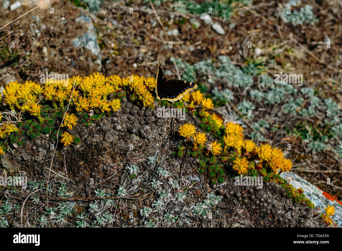 Foto von einem Schmetterling auf Blumen in einer bergigen Gegend auf einem Felsen Stockfoto