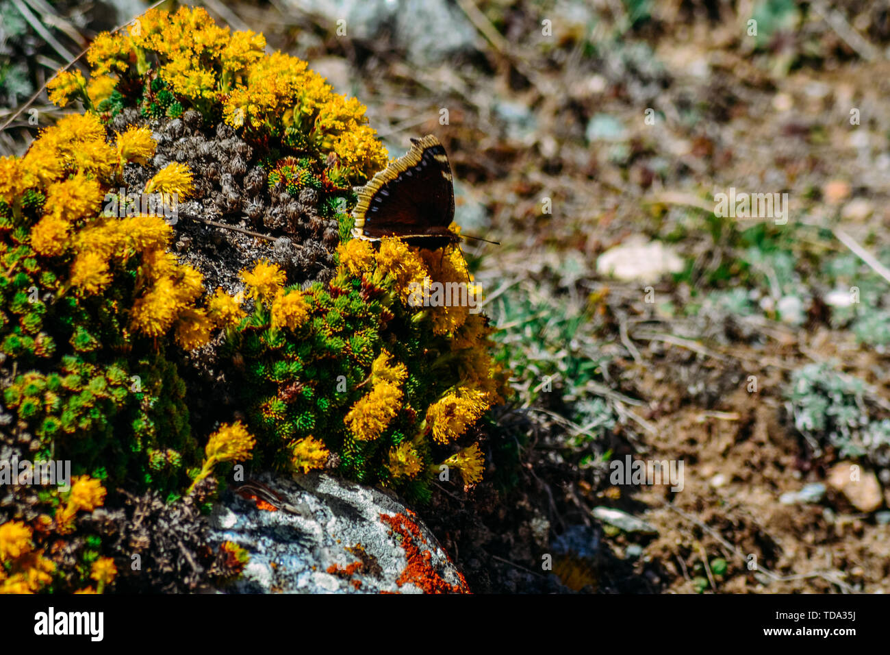 Foto von einem Schmetterling auf Blumen in einer bergigen Gegend auf einem Felsen Stockfoto