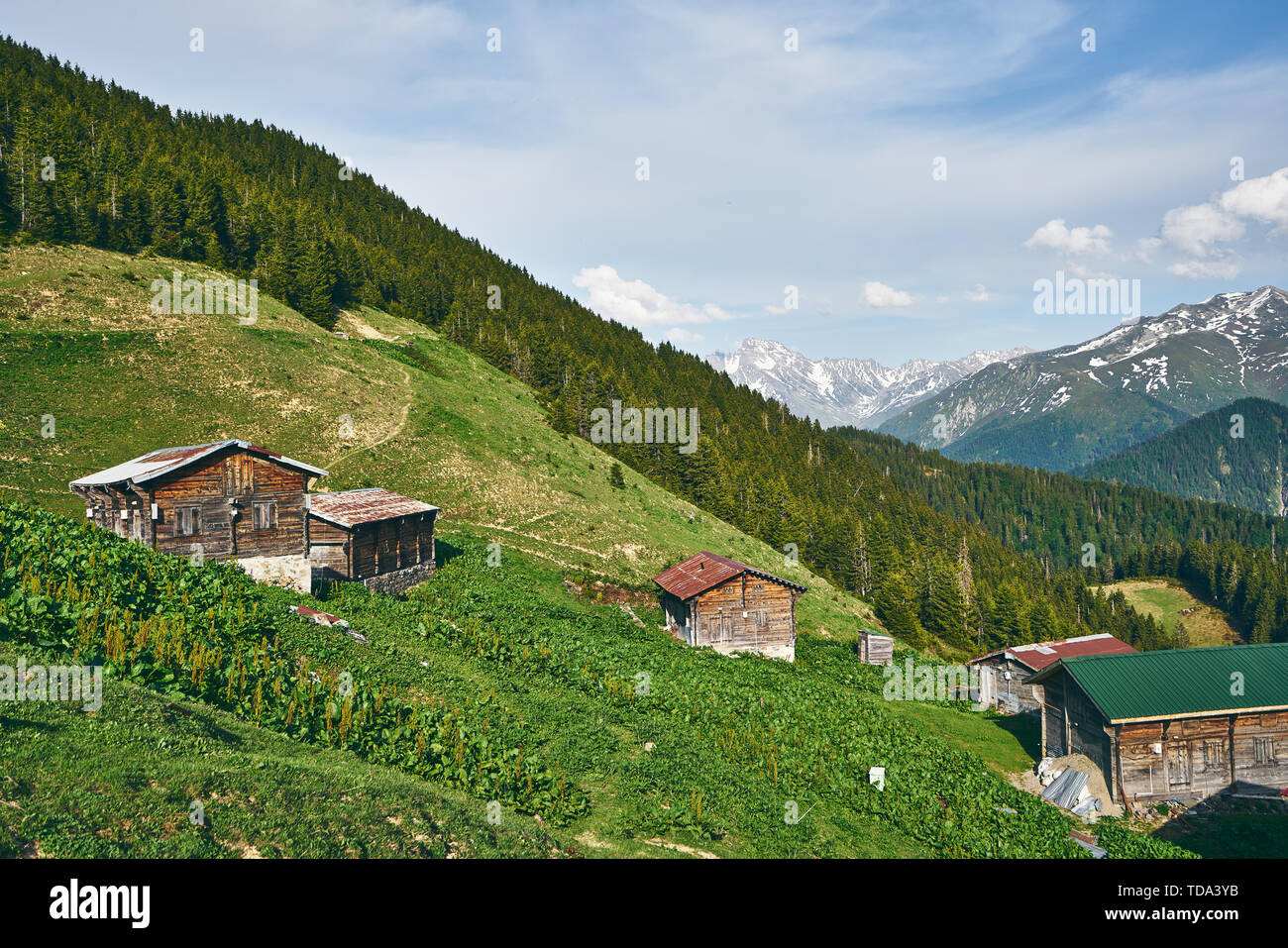 Traditionelle hölzerne Hochebene Häuser von Pokut Plateau, nordöstliche Karadeniz Region der Türkei. Stockfoto