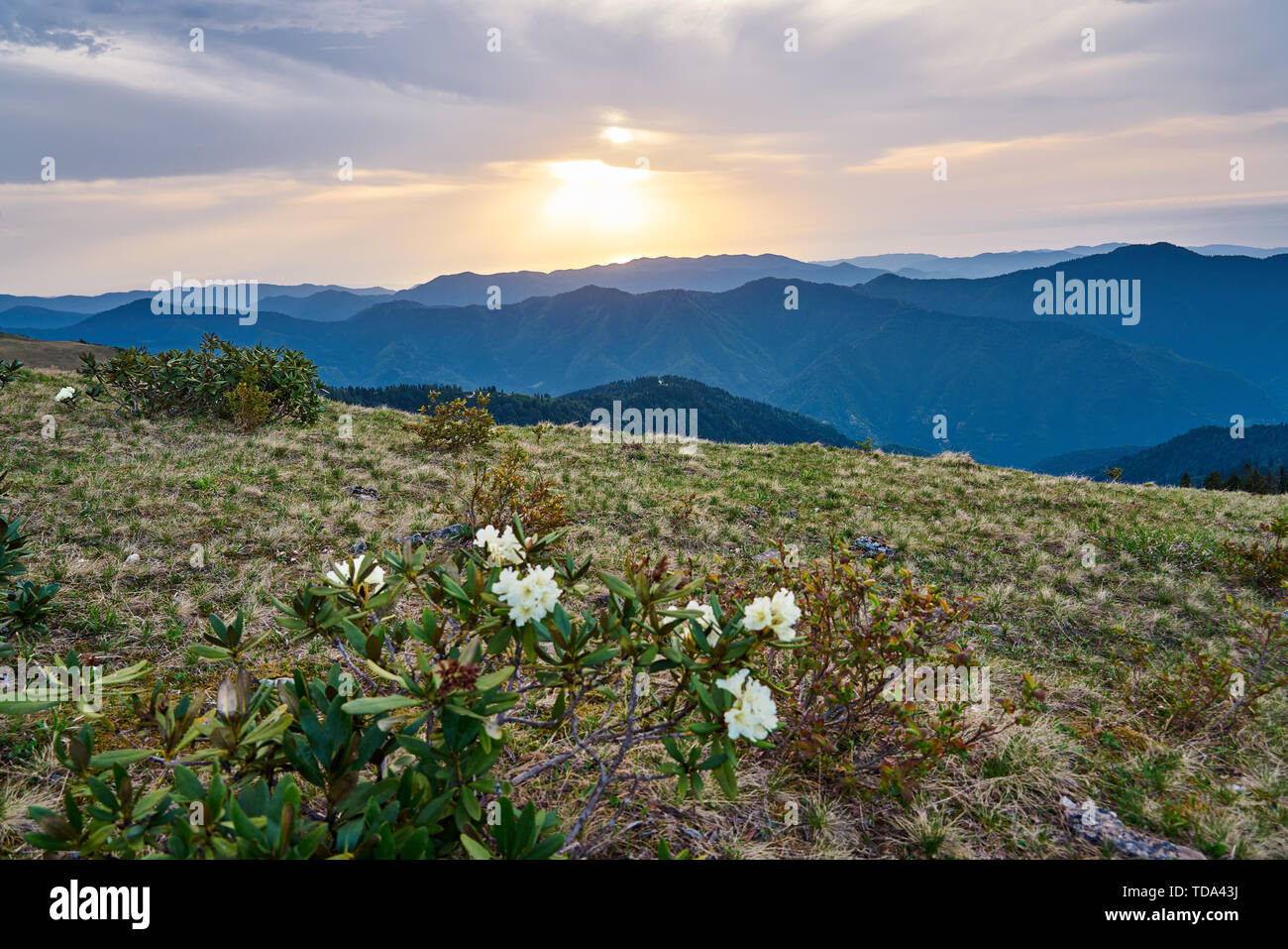 Wilde weiße Rhodendron-Blumen bei Sonnenuntergang in den Kackar-Bergen, im Nordosten des Schwarzen Meeres (Karadeniz) der Türkei. Stockfoto