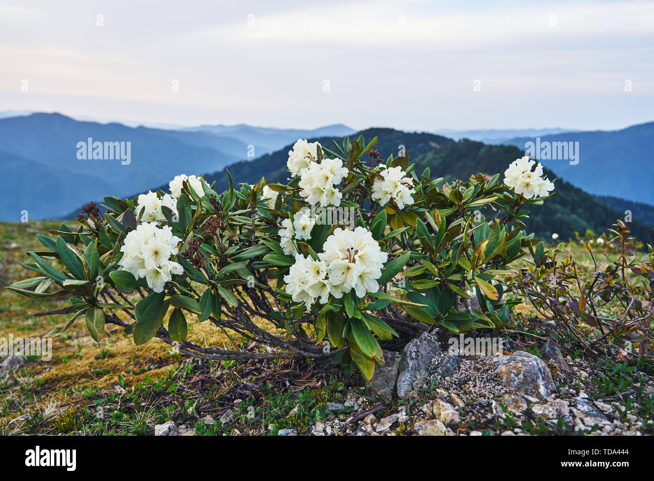 Wilde weiße Rhodendron-Blumen bei Sonnenuntergang in den Kackar-Bergen, im Nordosten des Schwarzen Meeres (Karadeniz) der Türkei. Stockfoto
