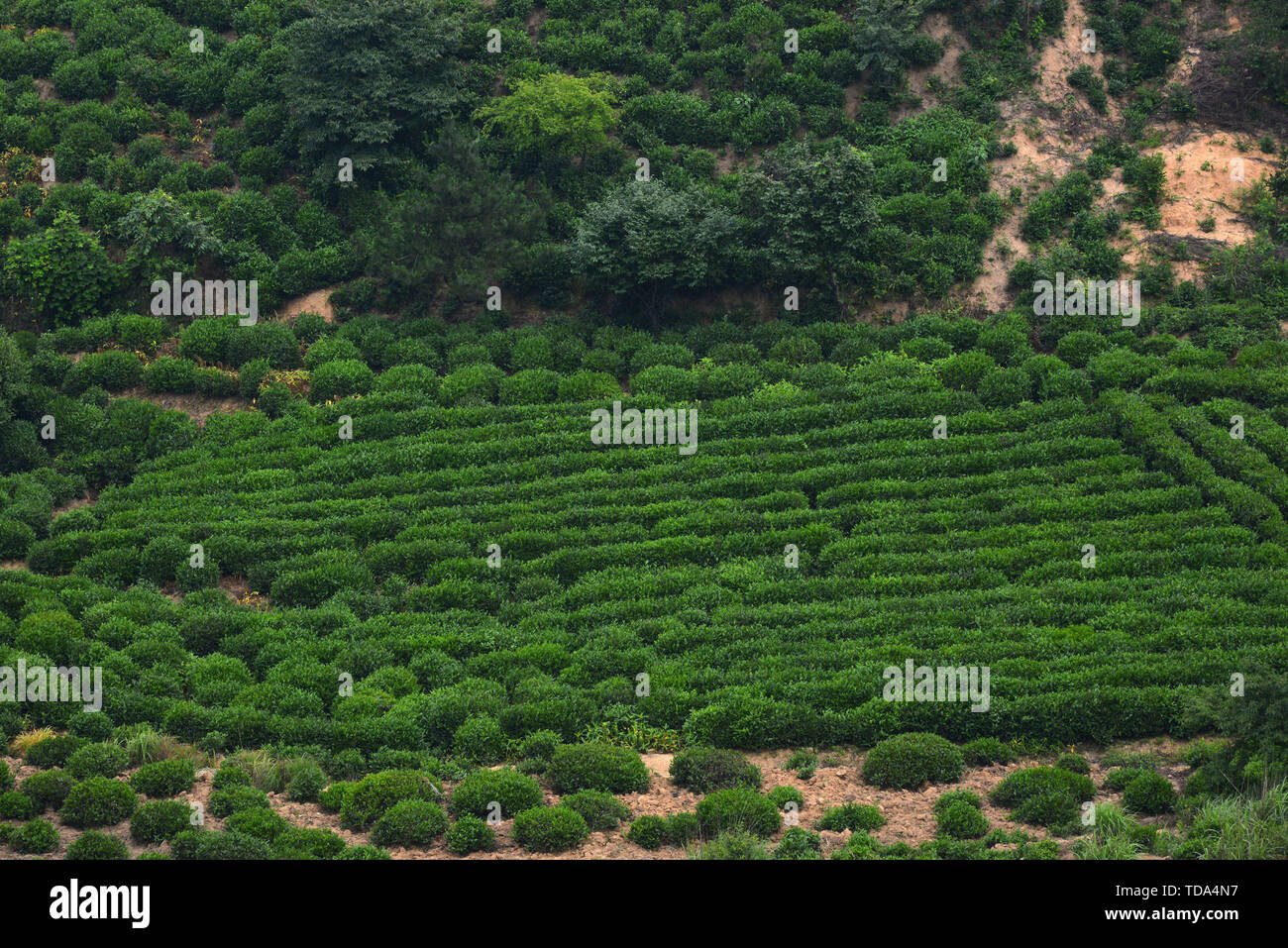 Landschaft von Mao Jian Kaffee Berg, Xinyang, Provinz Henan Stockfoto