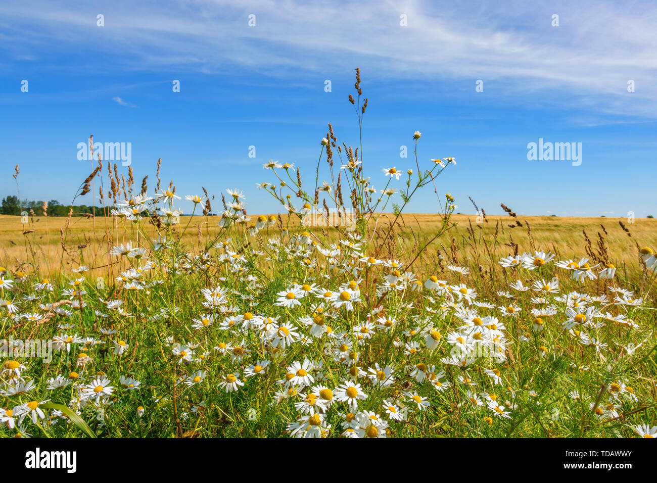 Schöne geruchlos Mayweed Blumen Stockfoto