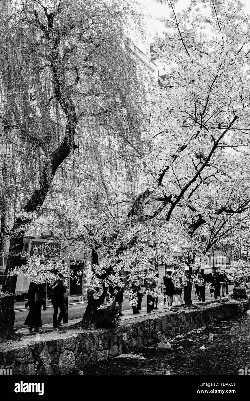 Kyoto, Japan - Apr 6, 2014. Die Kirschblüte (Sakura) in Kyoto, Japan. Cherry Blossom Festivals sind eine der schillerndsten Ereignisse des Jahres in Japan Stockfoto