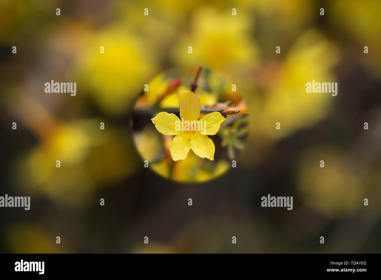 Schönen blühenden Frühlingstagundnachtgleiche kleine gelbe Blume Hintergrund Material, große Vitalität Stockfoto