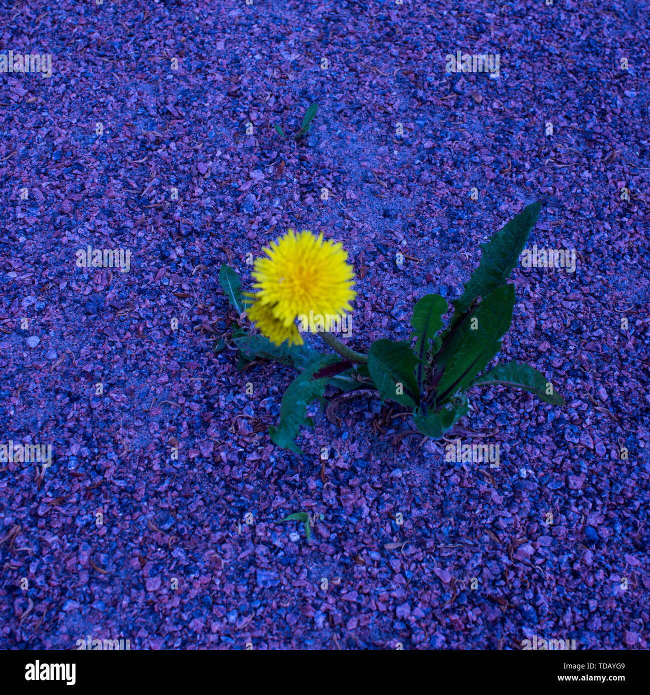 Gelbe Blume Pflanze von einem Löwenzahn Taraxacum officinale aka gewöhnlicher Löwenzahn wächst auf blauem Grund. Die Ausübung des Lebens. Stockfoto