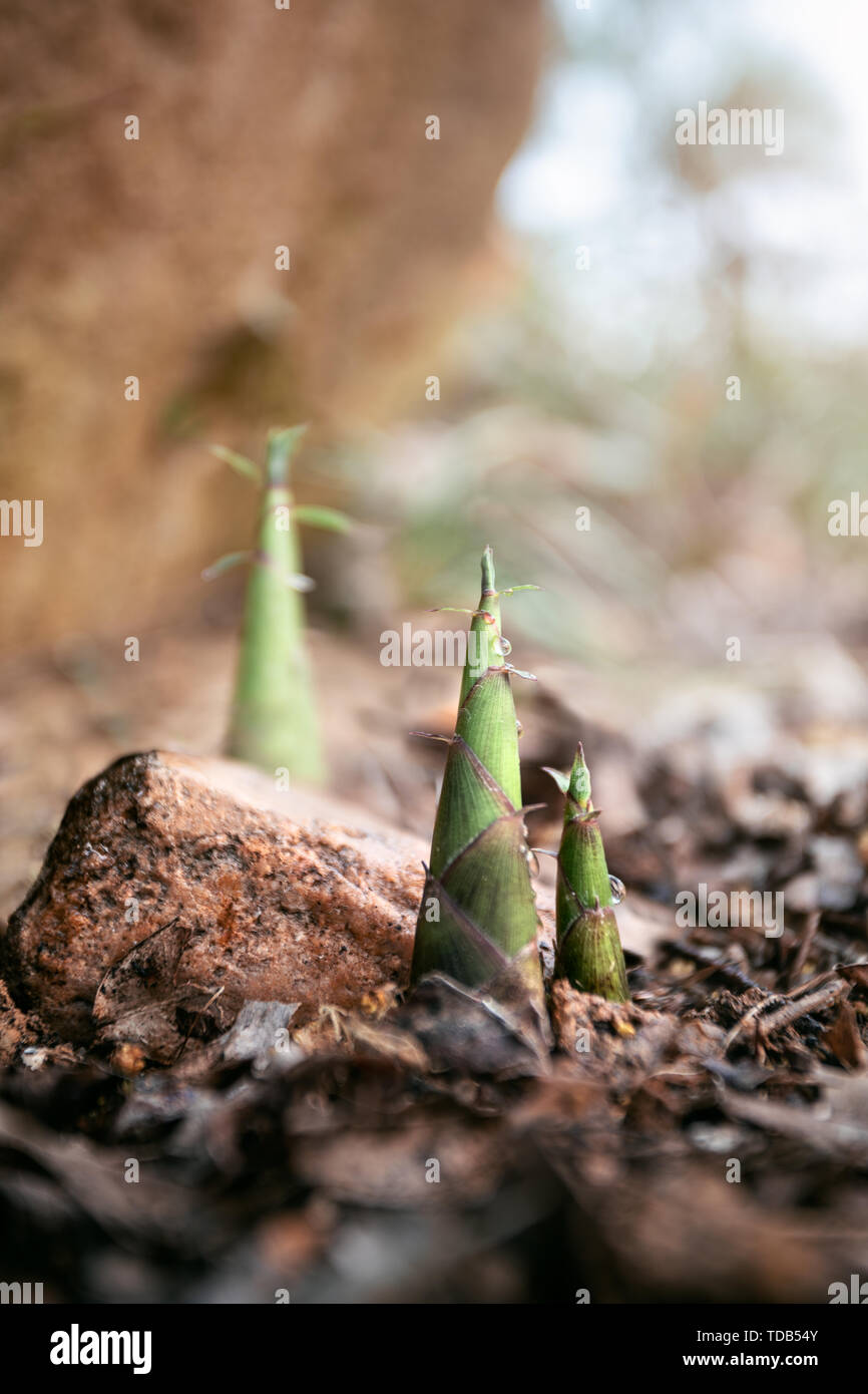 Eine Feder schießt, die Masse zwischen den Nähten der Stein brechen. Stockfoto