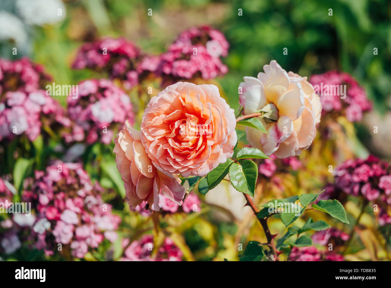 Blumen im Sommer im Innenhof Stockfoto