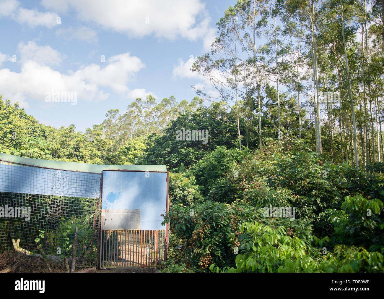 Baum Landschaftsgestaltung Bäume Bäume Natur Natur Umwelt mit Outdoor Pflanzen niemand Garten Garten Garten Park Himmel Himmel Sommer Blätter Bauernhof Bauernhof Bauernhof Bauernhof fechten Sonne Rasen grüne Gebäude Stockfoto