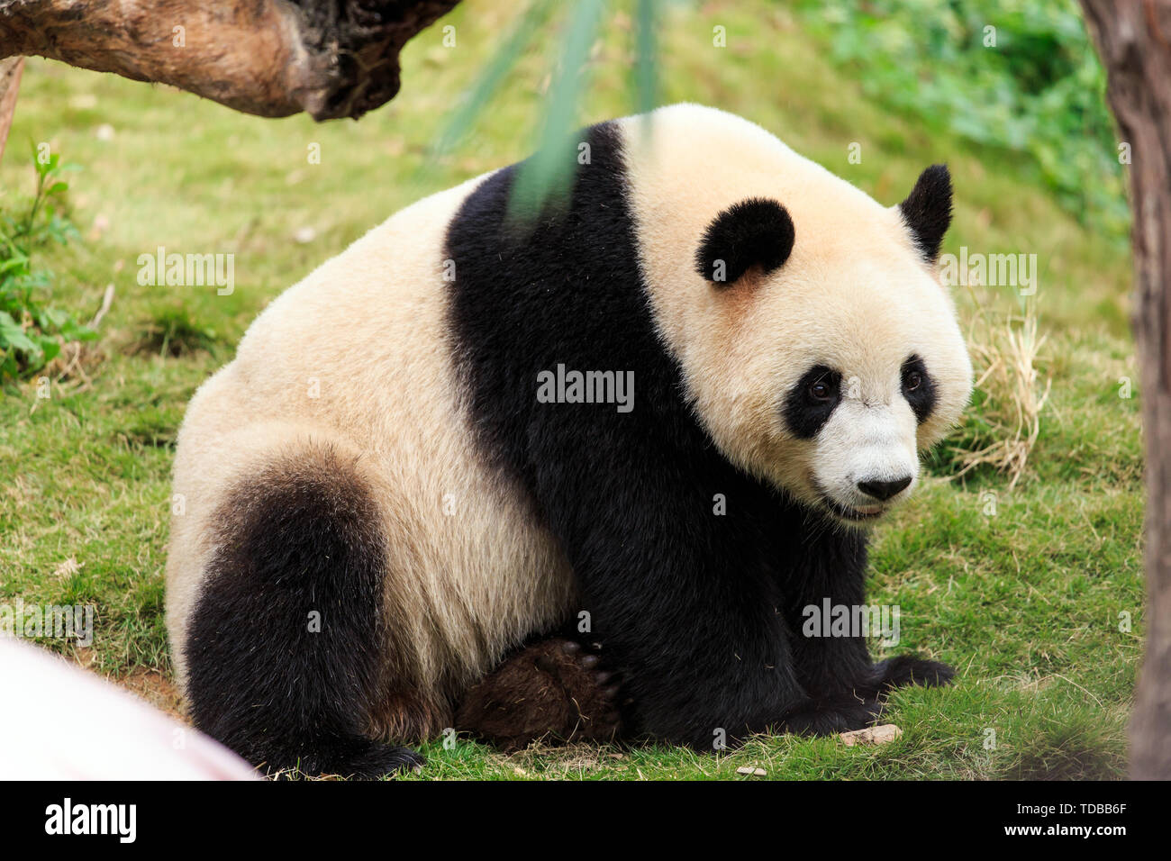 China's National Treasure Panda Stockfoto