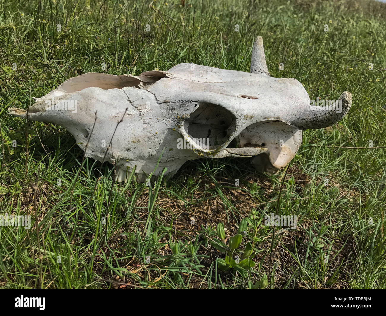 Weiße Schädel von Rindern auf grünem Gras Stockfoto