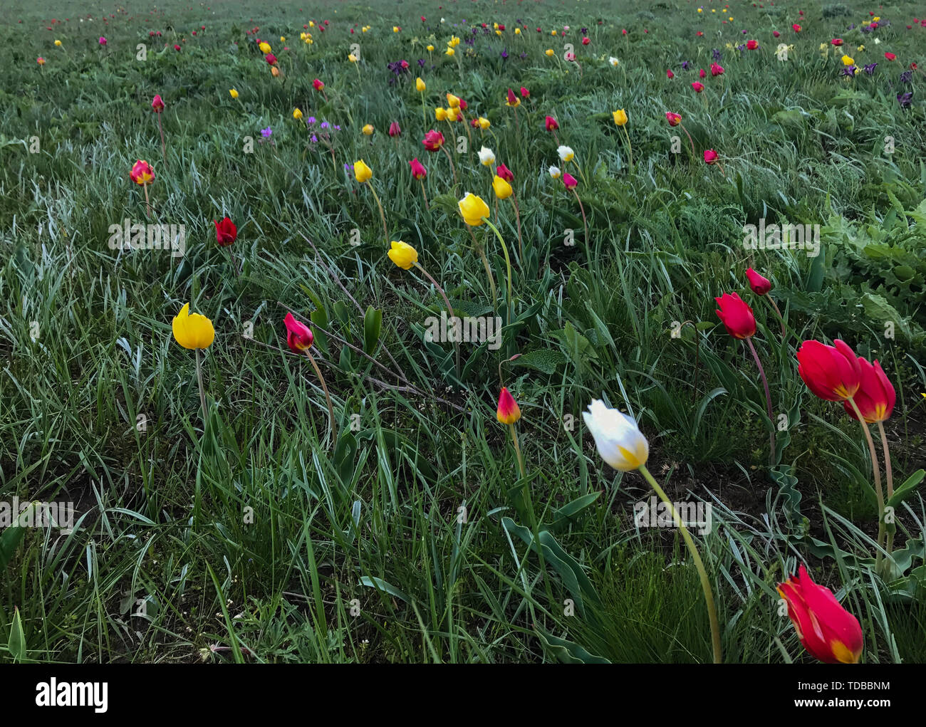 Grünes Feld mit verschiedenen und helle Blütenknospen Stockfoto