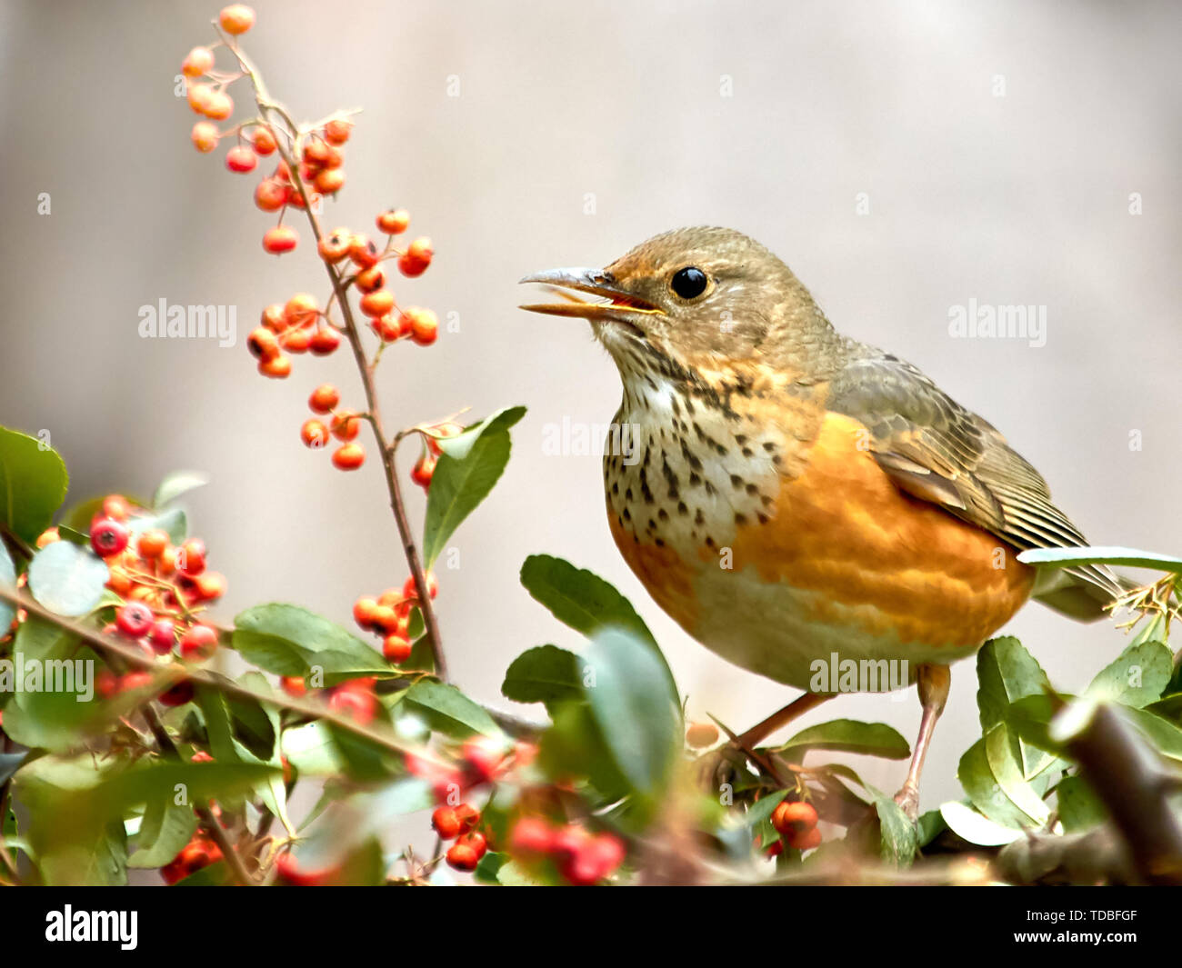 Exquisite vogel Fotografie, den Namen der Vogel ist das grau-backed Thrush, und die Blumen und Vögel werden vorgestellt. Stockfoto