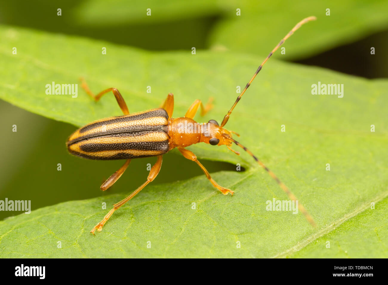 Blume Longhorn (Metacmaeops vittata) auf einen gemeinsamen Beifuß Blatt. Stockfoto