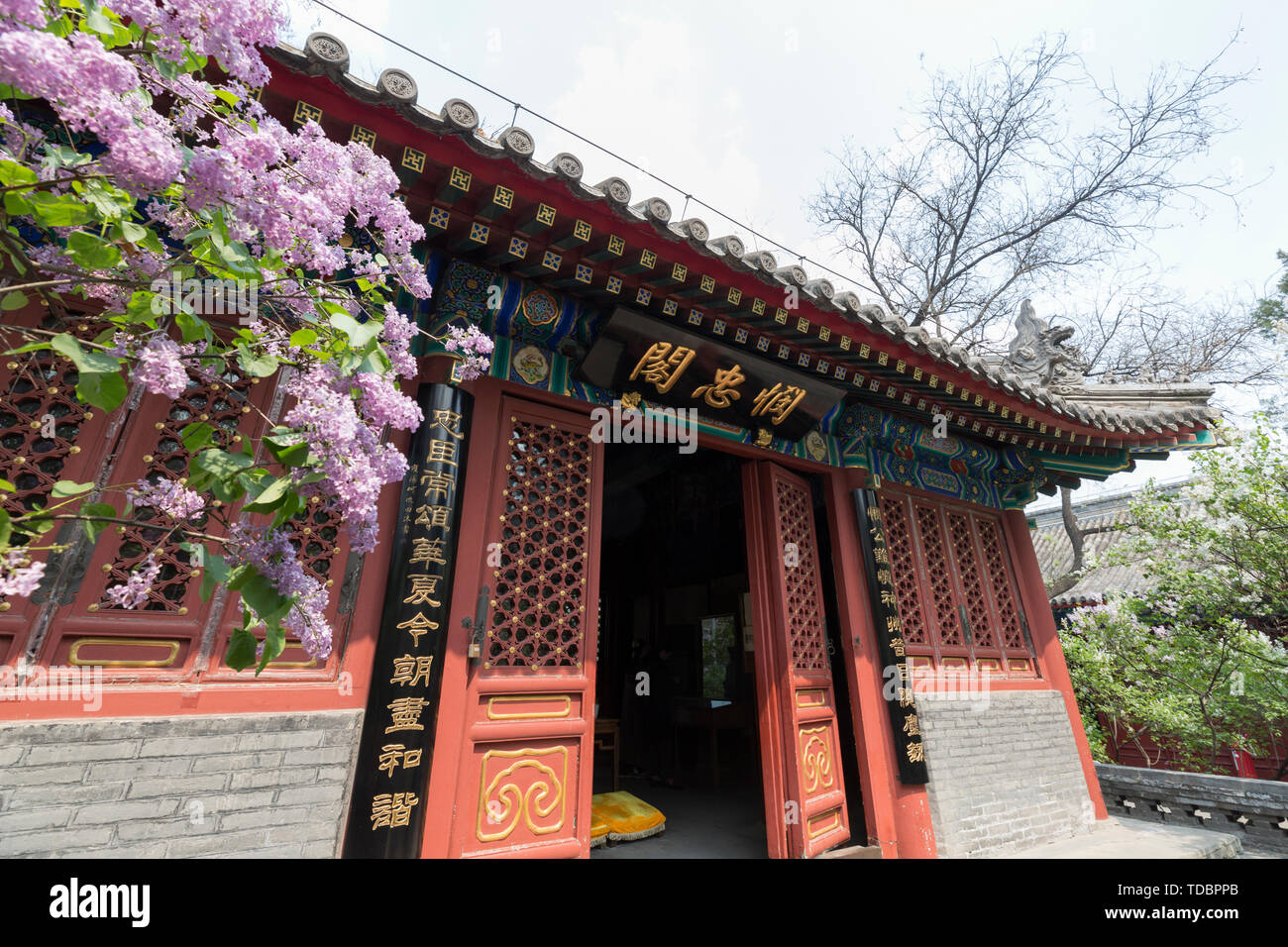 Antike Tempel flieder Blüte Stockfoto
