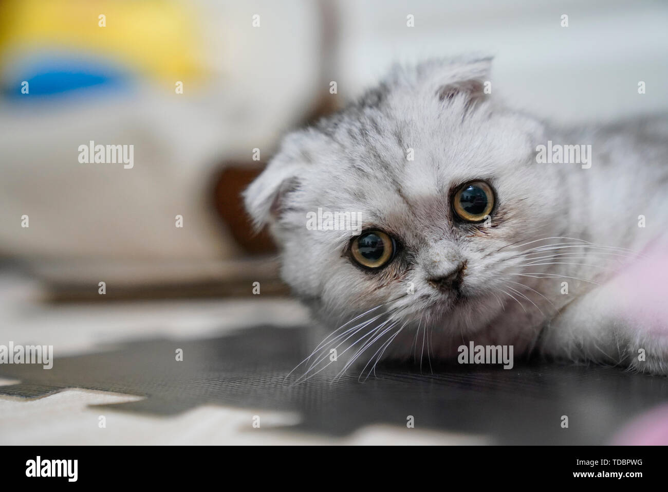 Falten - Ohr cat Kitten cub Stockfoto
