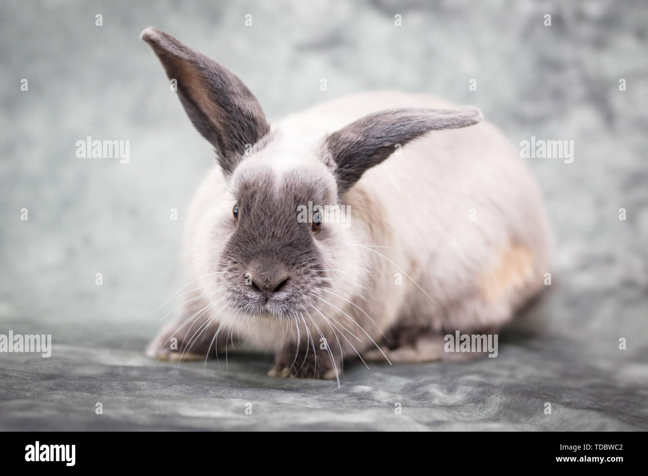 Lop Kaninchen Stockfoto