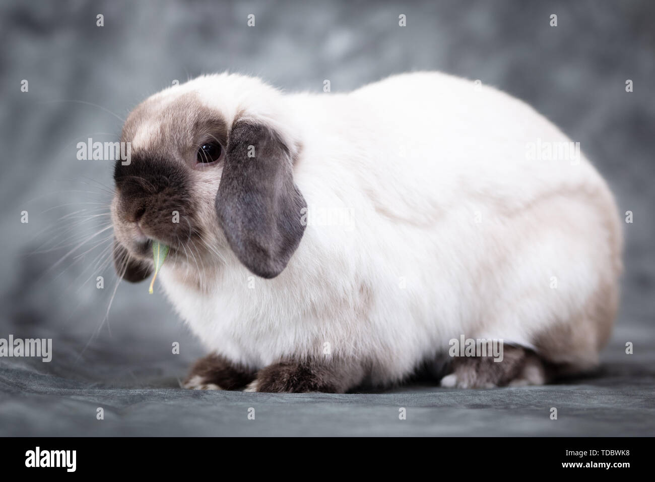 Mini Lop Kaninchen Stockfoto