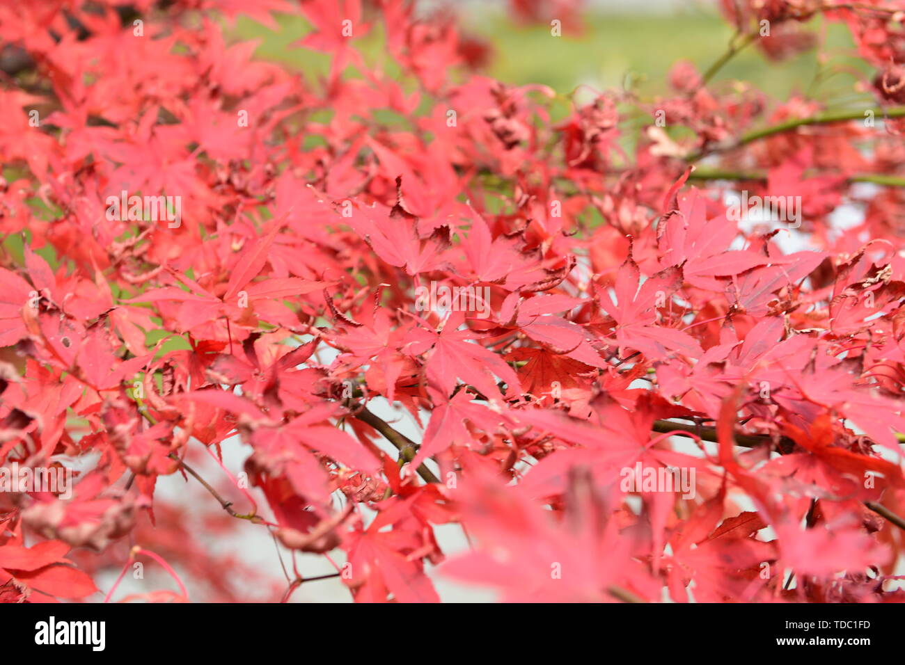 Schöne rote Blätter im Herbst Stockfoto