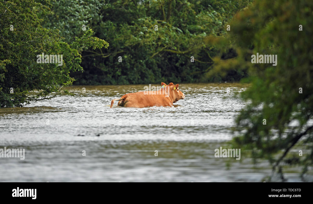 Rinder in Hochwasser bei Thorpe Culvert gestrandet, in der Nähe von Wainfleet Allerheiligen, in Lincolnshire, wo Straßen und Eigenschaften nach der Stadt überschwemmt hatte mehr als zwei Monate Regen in nur zwei Tagen. Die Royal Air Force wurde ausgearbeitet, in der nach dem Fluss Steeping seine Banken verstoßen. Stockfoto