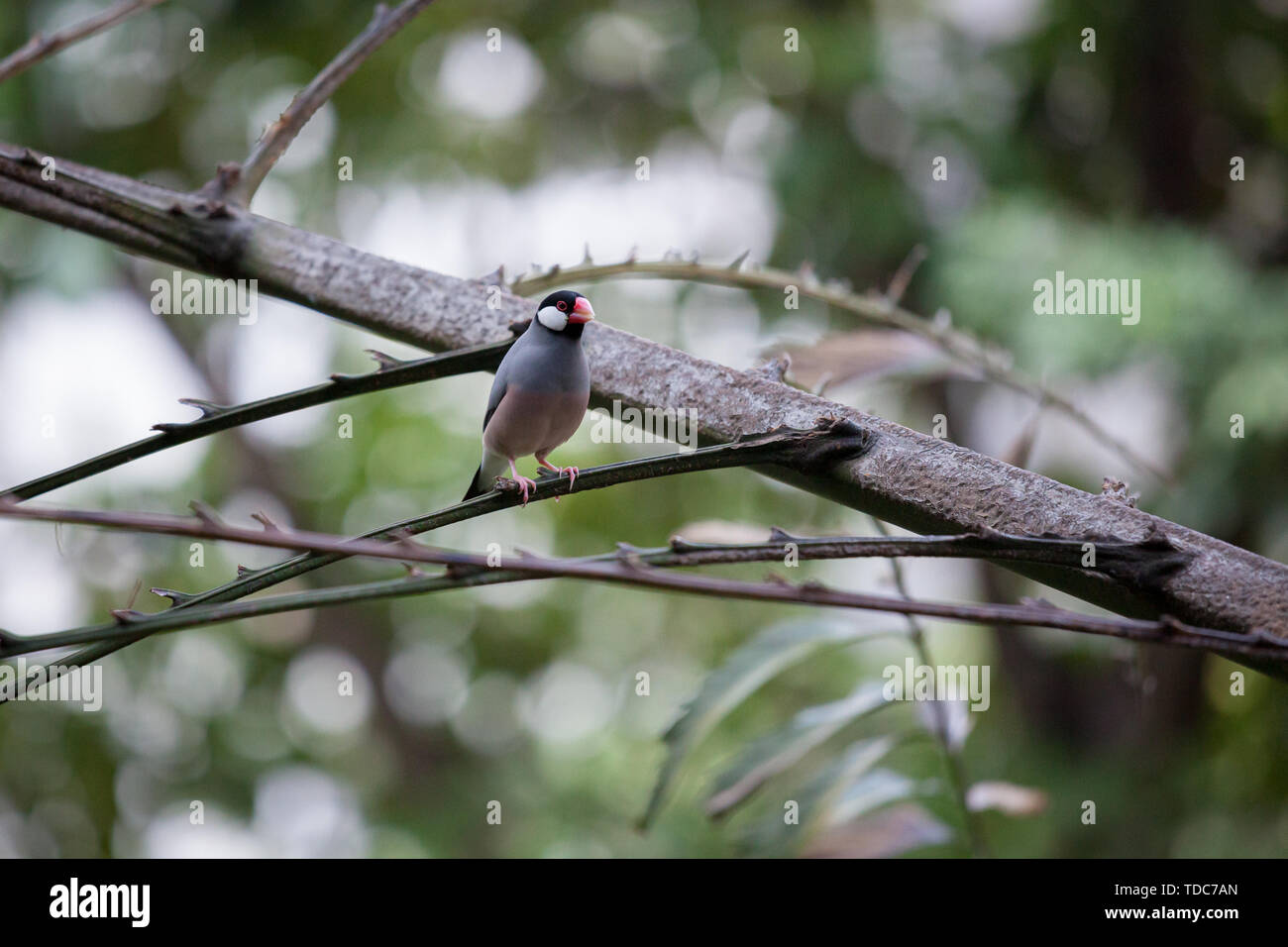 Java sparrow Vogel Voliere Stockfoto