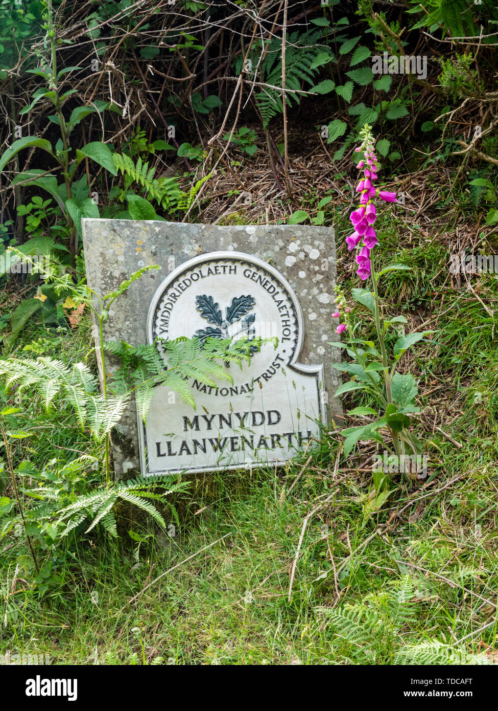 Mynydd LLanwnarth National Trust sign in der walisischen Sprache am Zuckerhut Brecon Beacons National Park Wales UK Stockfoto