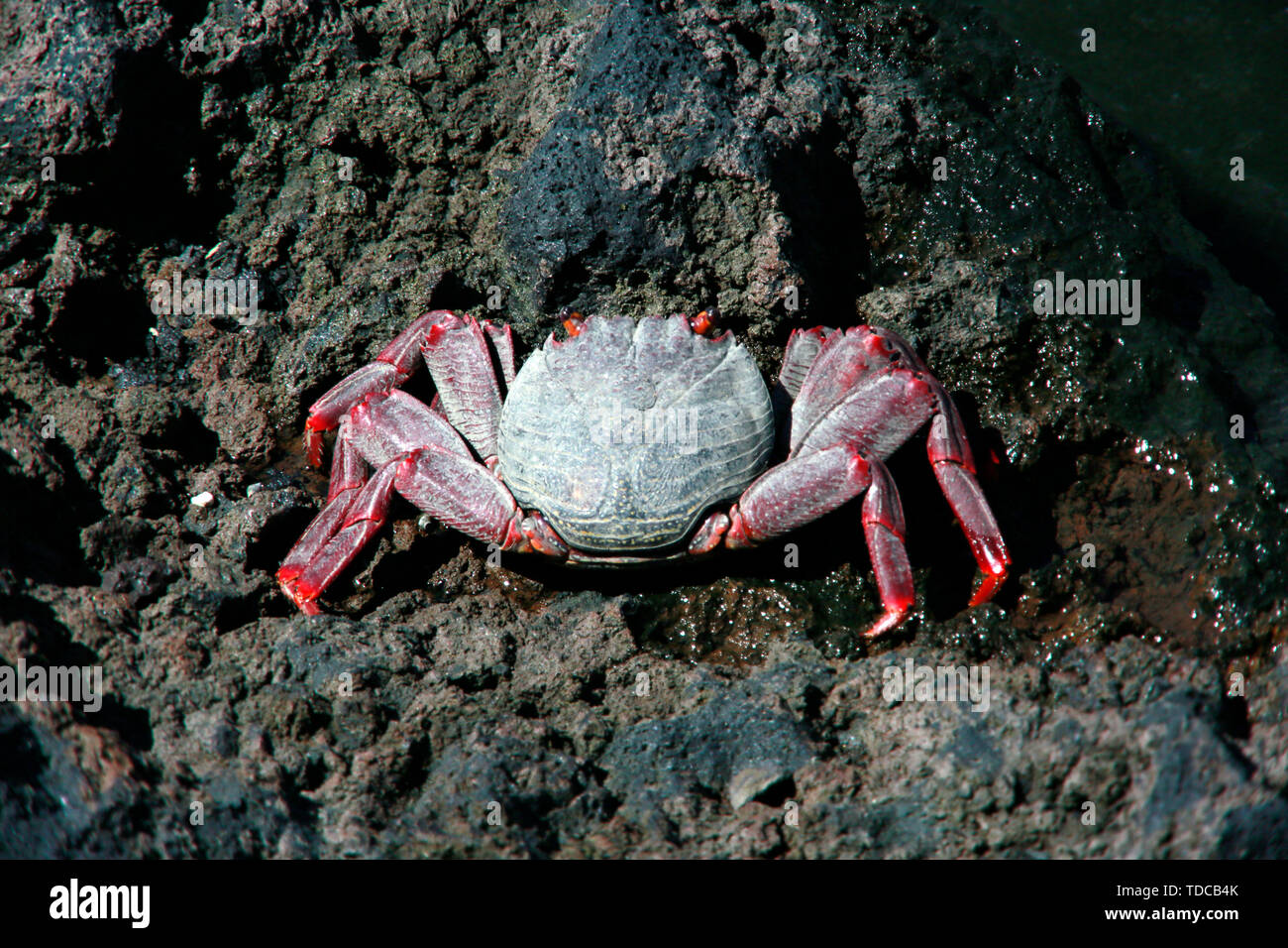 Rote Kliffkrabbe (Grapsus adscensionis), Puerto Naos, La Palma, Kanarische Inseln, Spanien Stockfoto