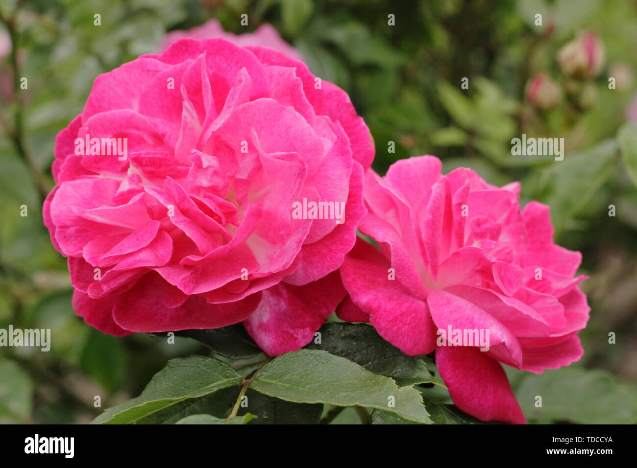 Rosa's 'Sophie Perpetual'. Duftende Blüten von Sophie's Perpetual alte Rose Stockfoto