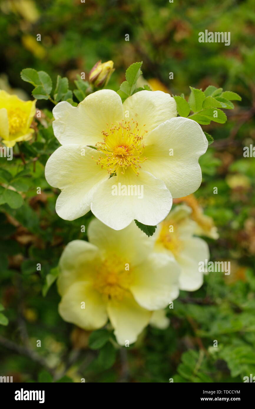 Rosa xanthina "Kanarische Vogel" - eine sich ausbreitende Strauch Rose Blüte im Mai. Hauptversammlung Stockfoto