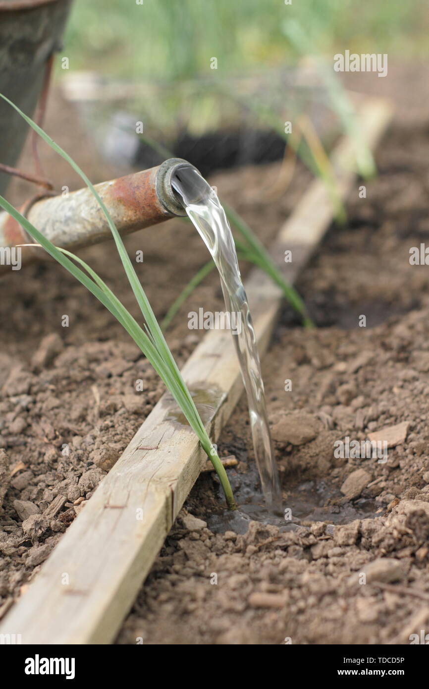 Allium porrum bin usselburgh'. Bewässerung junge porreepflanzen nach dem Auspflanzen in die Löcher mit einem dibber im Mai - Großbritannien Stockfoto