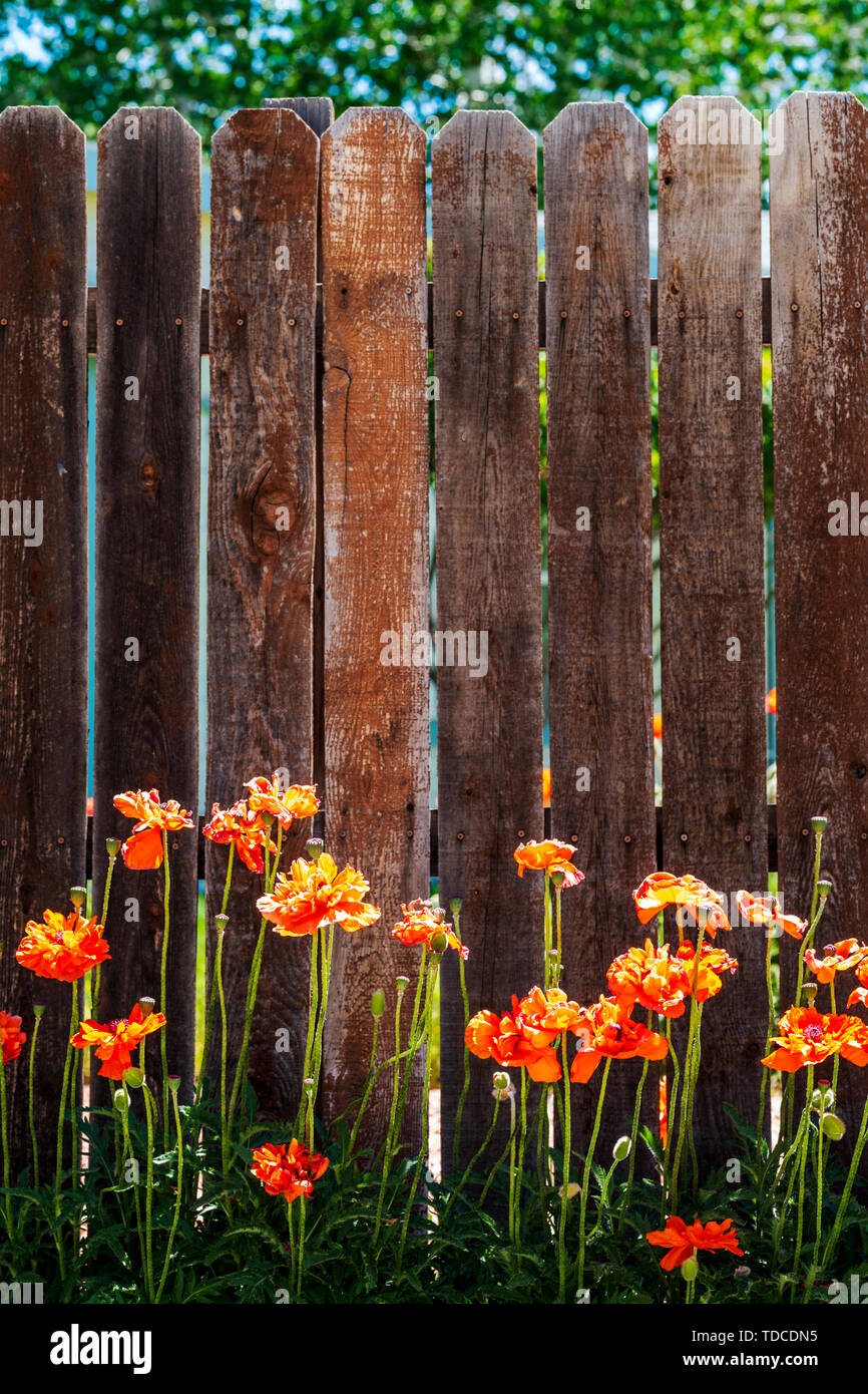 Orange Mohn Linie ein holzstäbchen Zaun; Salida, Colorado, USA Stockfoto