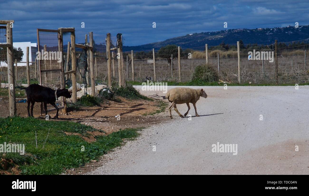 Die Schafe und Ziegen auf einer Ziegenfarm in Portugal Stockfoto