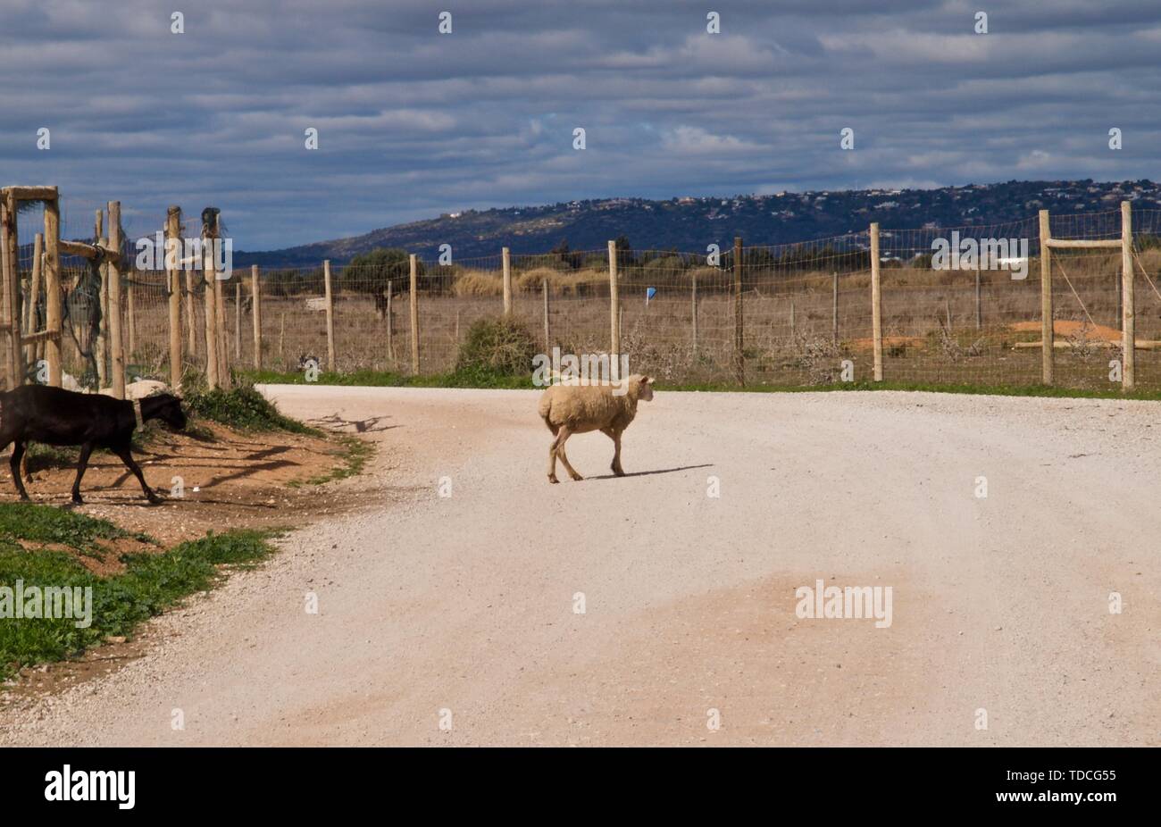 Die Schafe und Ziegen auf einer Ziegenfarm in Portugal Stockfoto