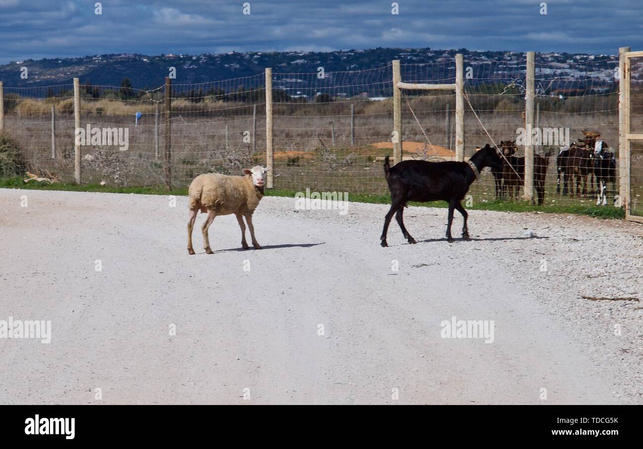 Die Schafe und Ziegen auf einer Ziegenfarm in Portugal Stockfoto