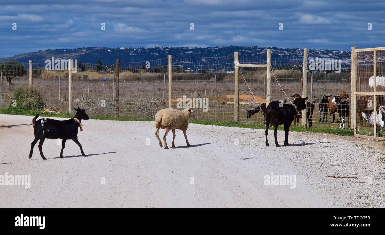 Die Schafe und Ziegen auf einer Ziegenfarm in Portugal Stockfoto