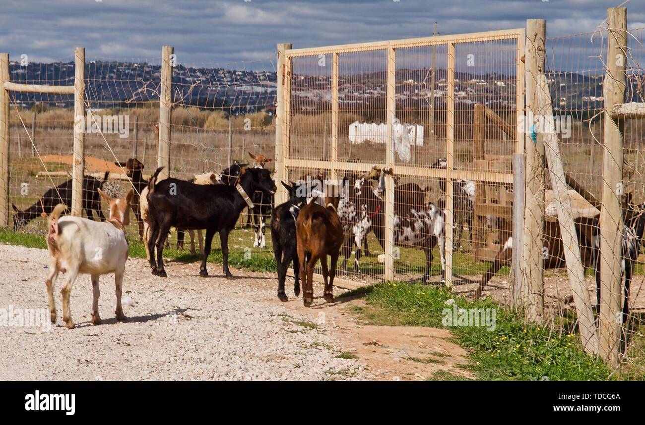 Die Schafe und Ziegen auf einer Ziegenfarm in Portugal Stockfoto