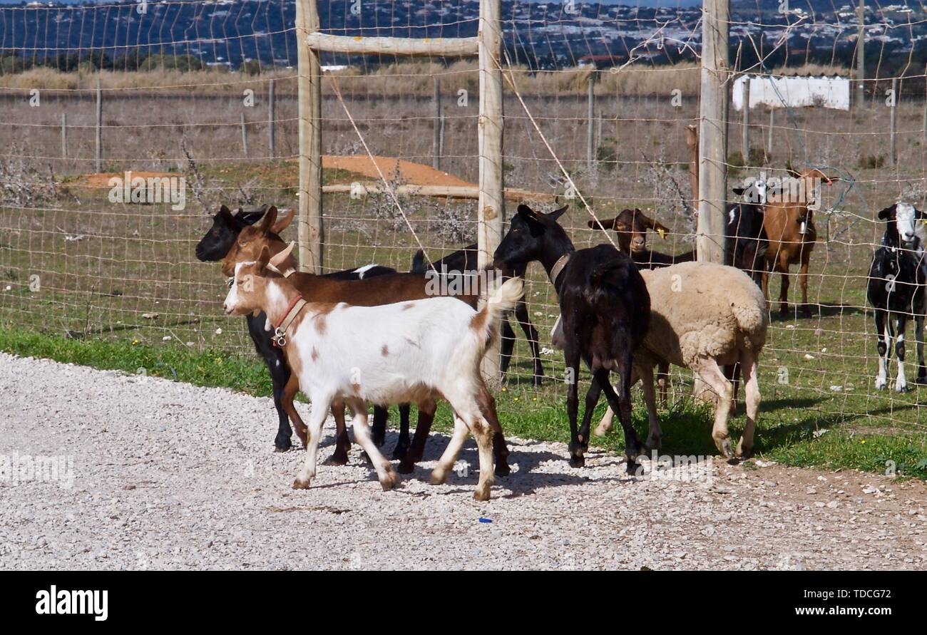 Die Schafe und Ziegen auf einer Ziegenfarm in Portugal Stockfoto