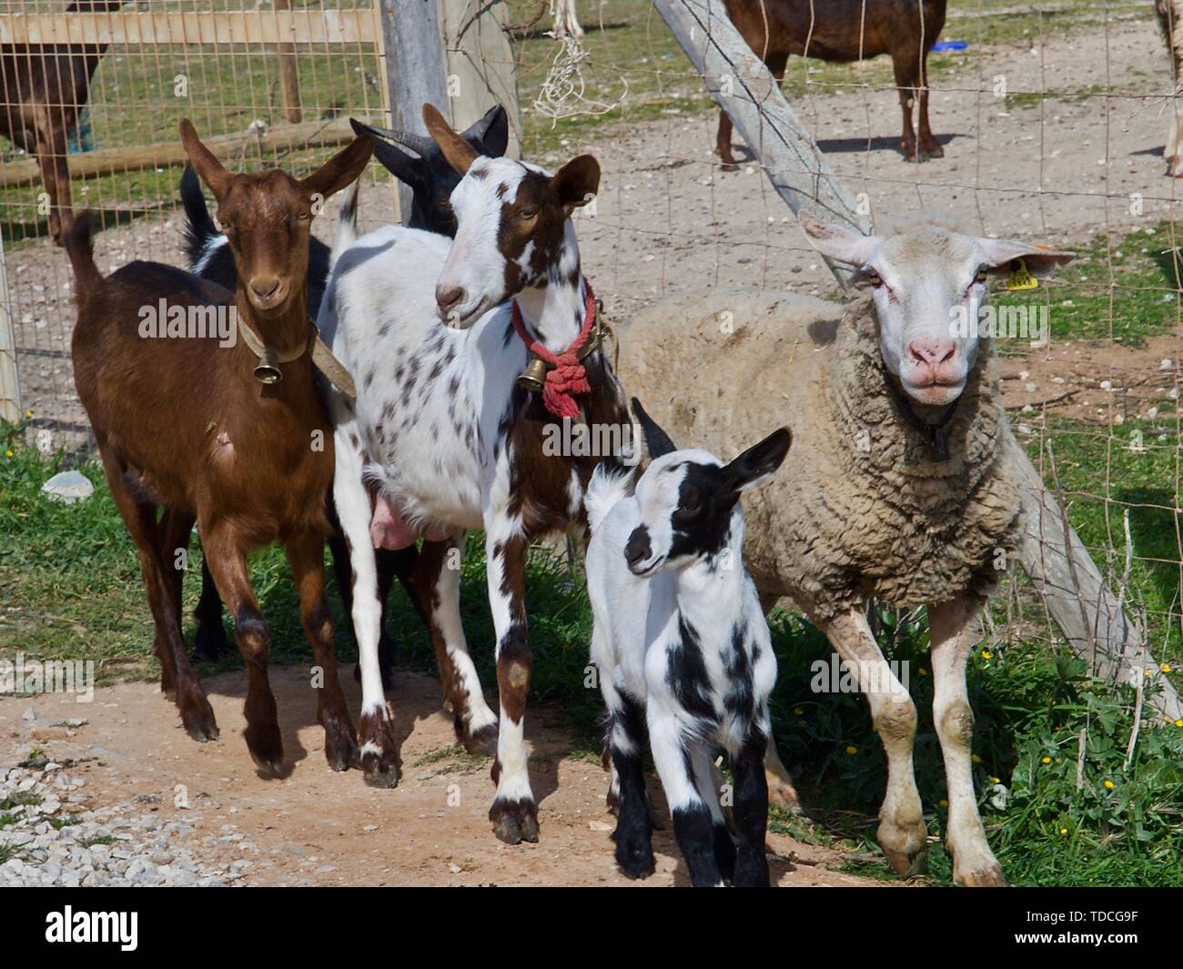 Die Schafe und Ziegen auf einer Ziegenfarm in Portugal Stockfoto