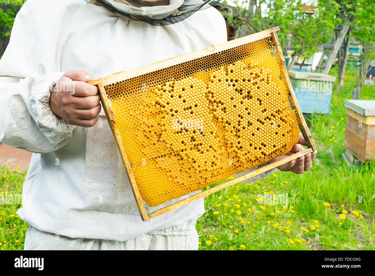 Ein Imker hält ein Rahmen mit Bienenlarven und Honig. Die Bienenzucht arbeiten an der Imkerei. Selektive konzentrieren. Stockfoto