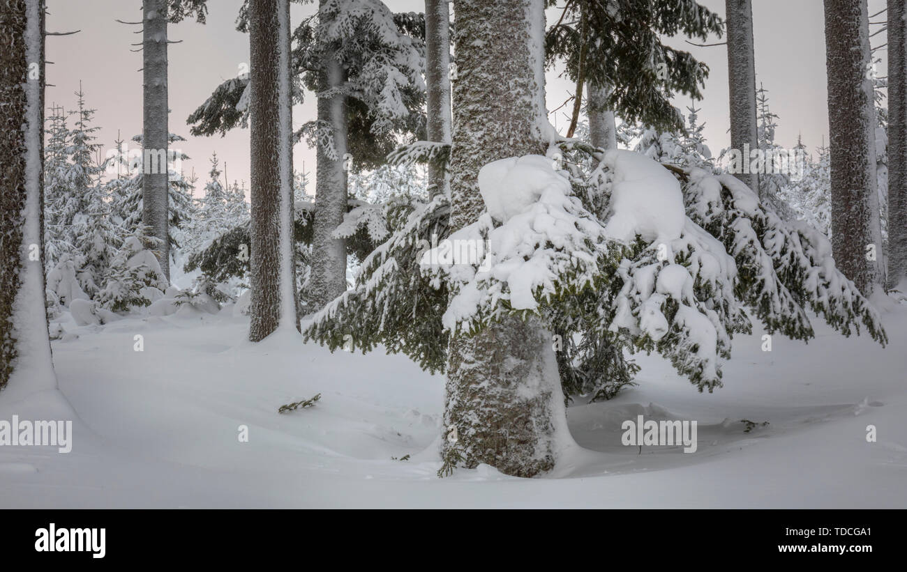 Winter Forest in Niederösterreich, Waldviertel, Österreich Stockfoto