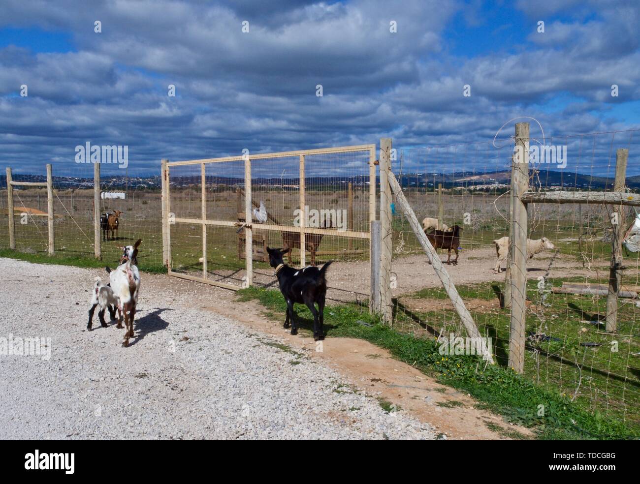 Die Schafe und Ziegen auf einer Ziegenfarm in Portugal Stockfoto