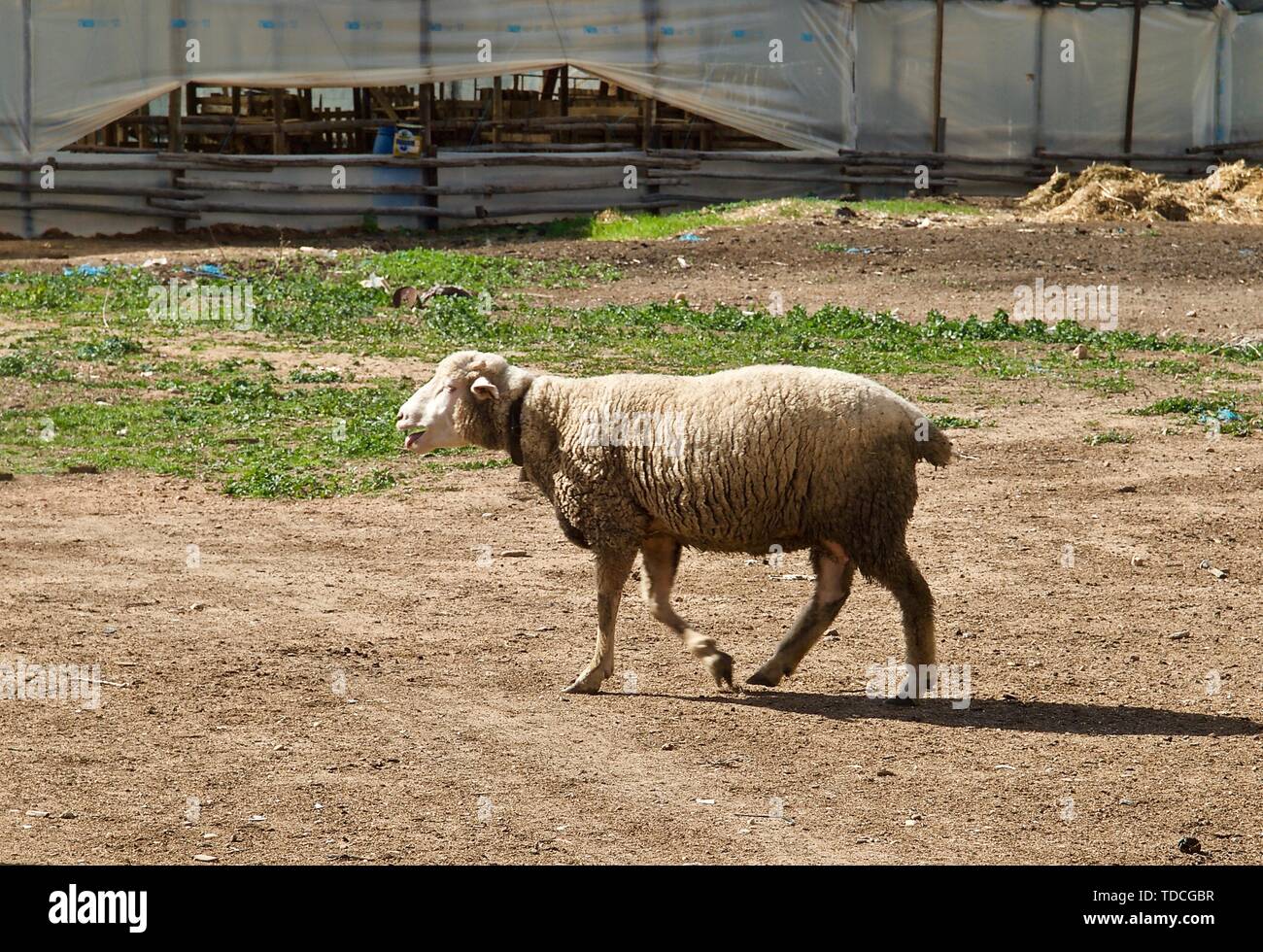 Die Schafe und Ziegen auf einer Ziegenfarm in Portugal Stockfoto