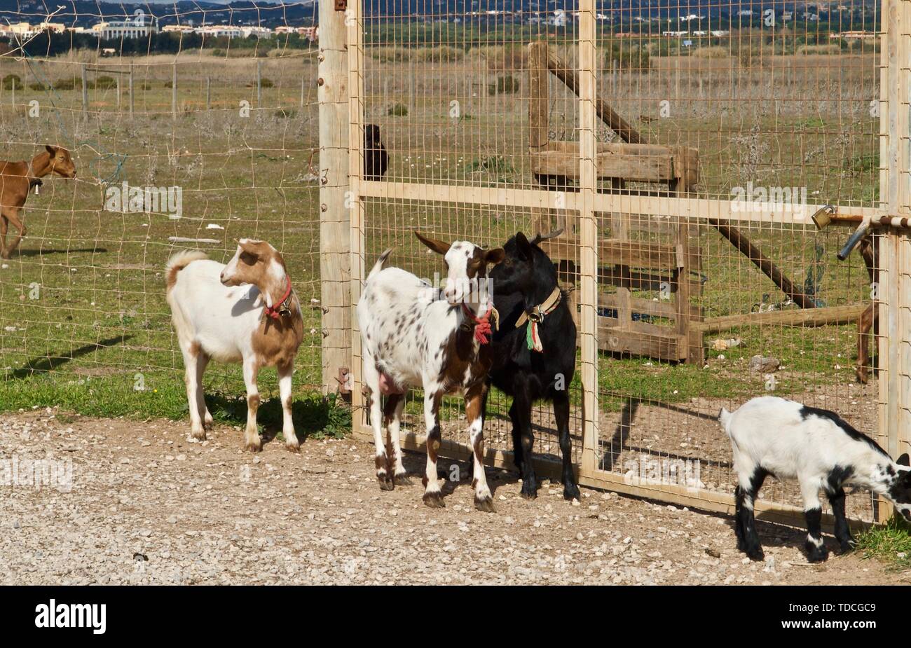 Die Schafe und Ziegen auf einer Ziegenfarm in Portugal Stockfoto