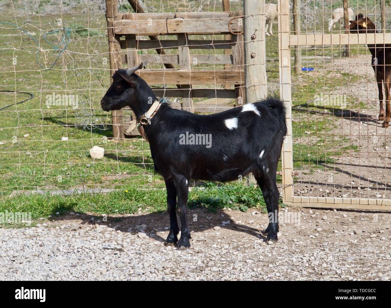 Die Schafe und Ziegen auf einer Ziegenfarm in Portugal Stockfoto