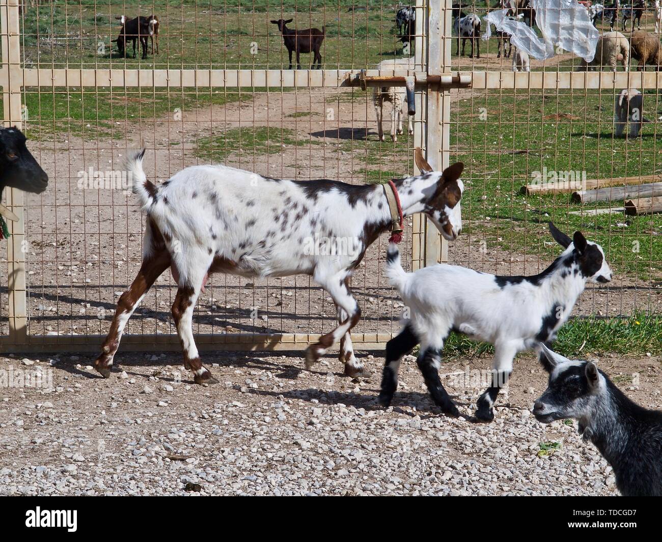 Die Schafe und Ziegen auf einer Ziegenfarm in Portugal Stockfoto