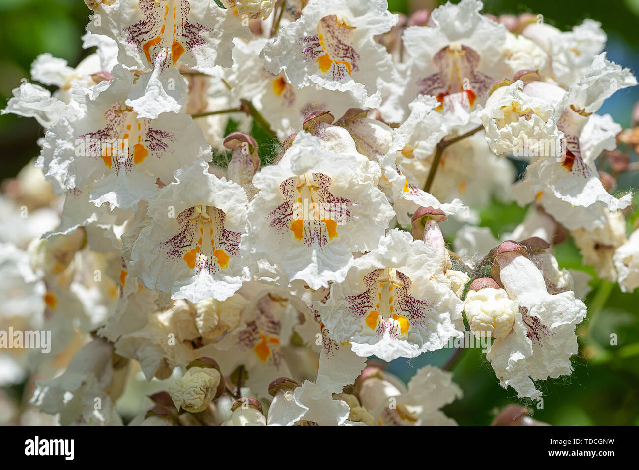 Catalpa bignonioides Blumen, auch als Southern Catalpa, cigartree bekannt, und Indische-bean-Baum. Stockfoto